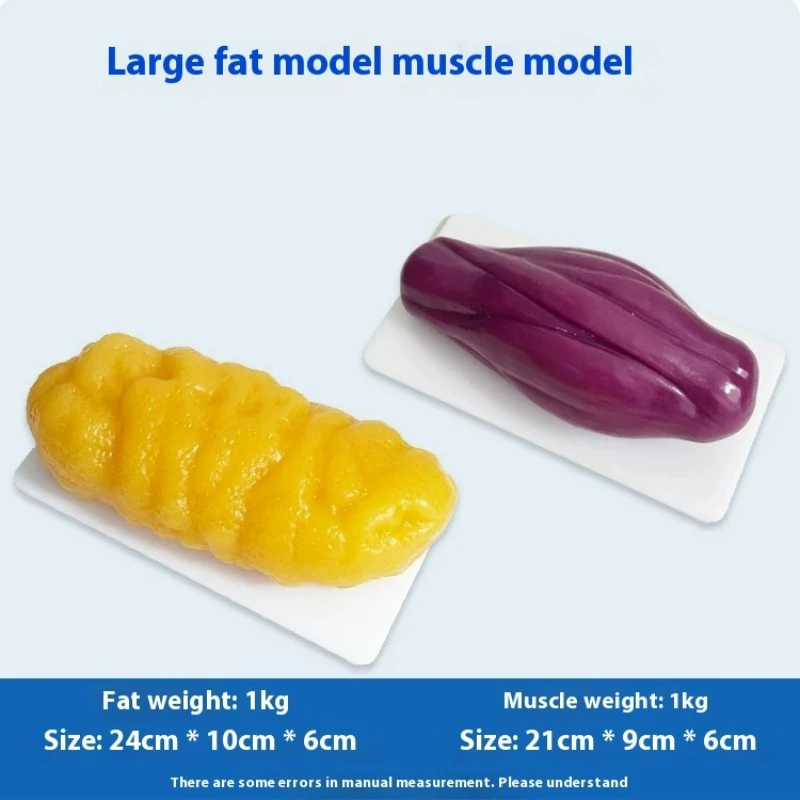 Human Muscle and Fat Replicas  - Nutrition In Fitness ulasan dan harga