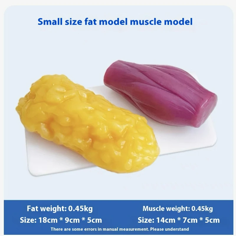 Human Muscle and Fat Replicas  - Nutrition In Fitness ulasan dan harga